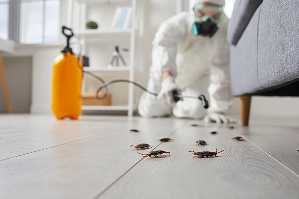Post-Treatment Bed Bug Interceptor Monitoring in Siloam Springs